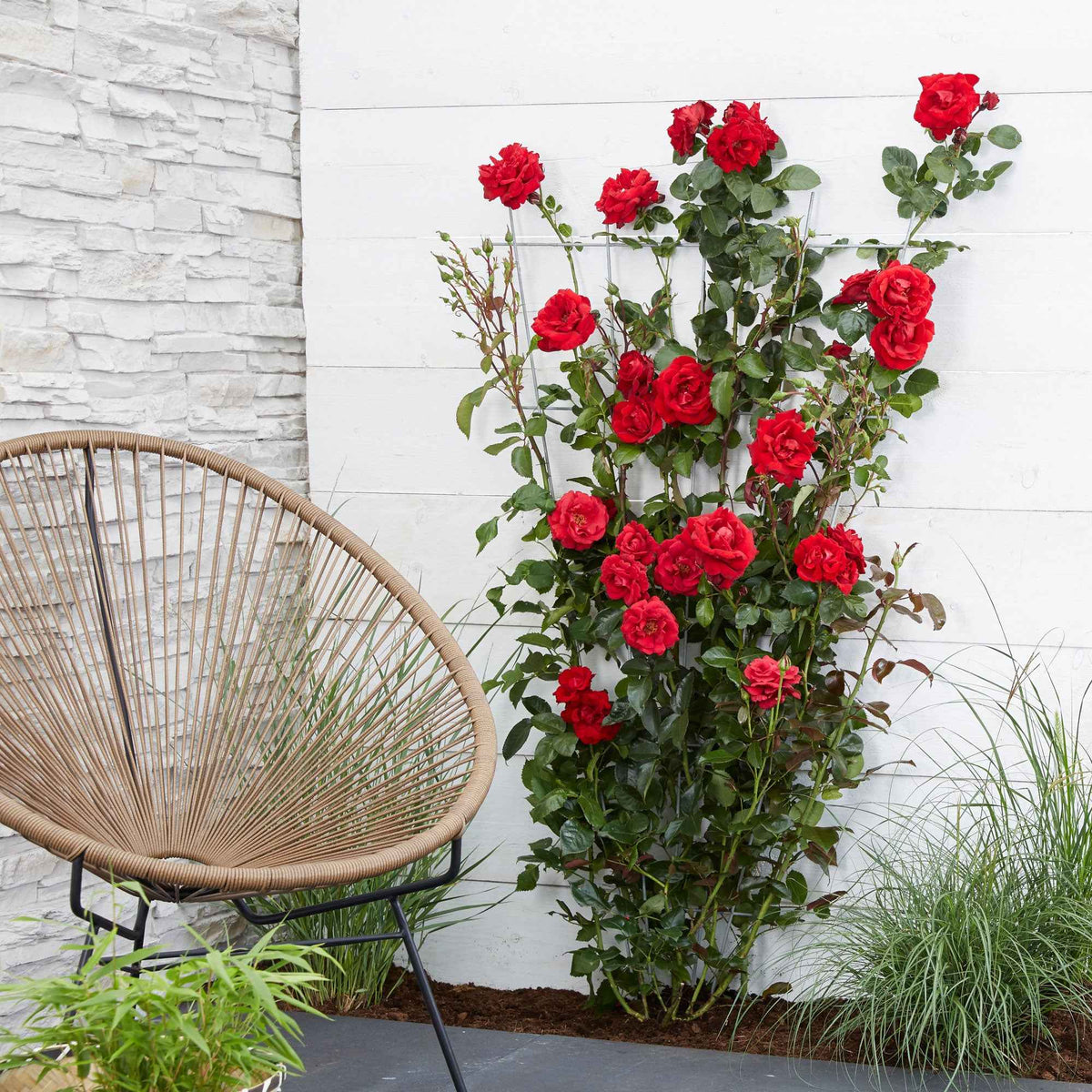 Kletterrose 'Crazy in Love' rot - Bakker