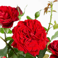 Kletterrose 'Crazy in Love' rot - Rosa hybride 'crazy in love red' - Bakker