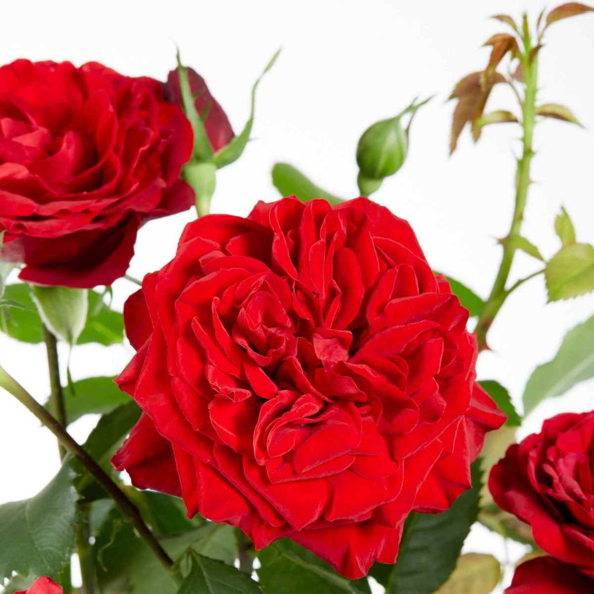Kletterrose 'Crazy in Love' rot - Rosa hybride 'crazy in love red' - Bakker