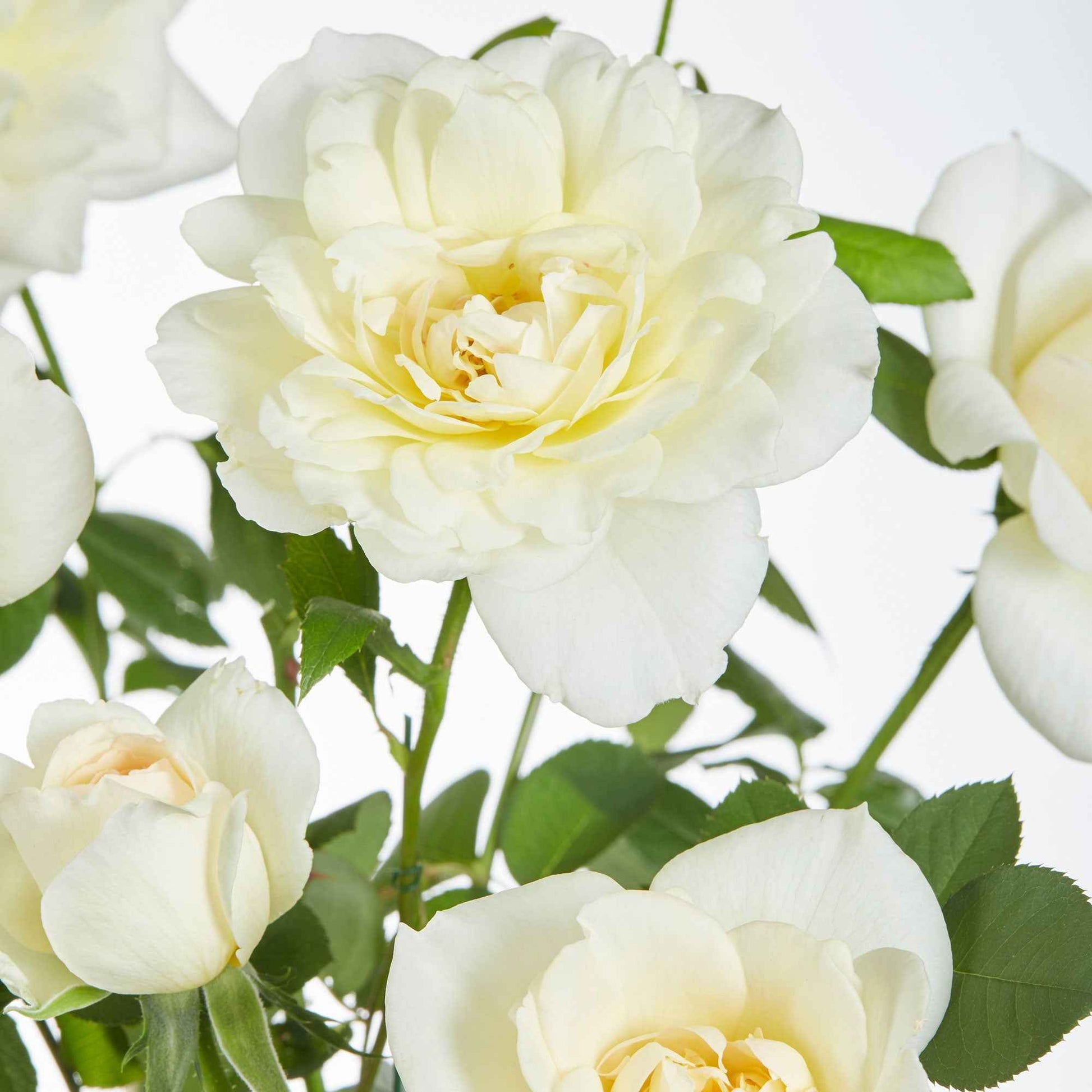Kletterrose 'Crazy in Love' creme - Bakker