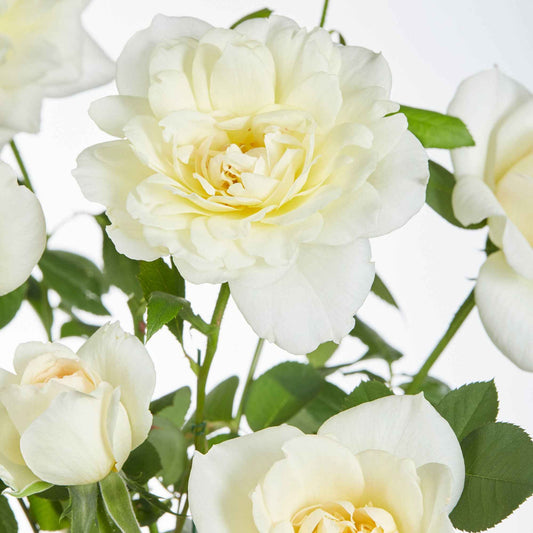 Kletterrose 'Crazy in Love' creme - Bakker