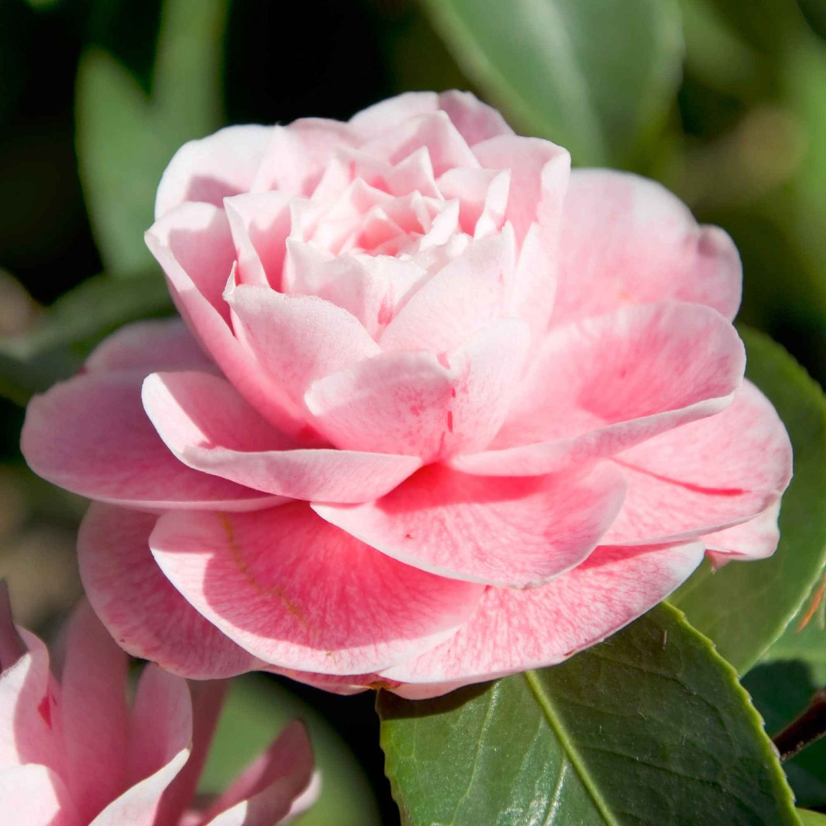 Kamelie 'Bonomiana' - Camellia japonica Bonomiana - Bakker