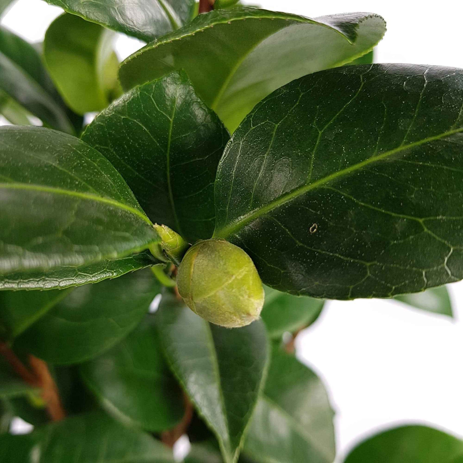 Kamelie 'Nuccio’s Cameo' - Camellia japonica 'nuccio's cameo' - Bakker
