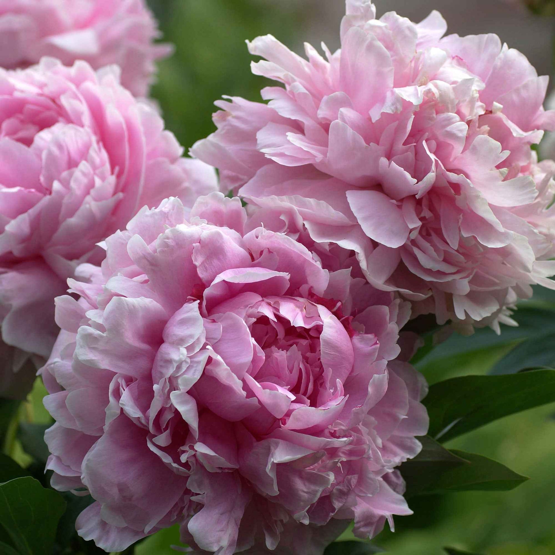 Pfingstrose 'Sarah Bernhardt' - Paeonia x lactiflora Sarah Bernhardt - Bakker