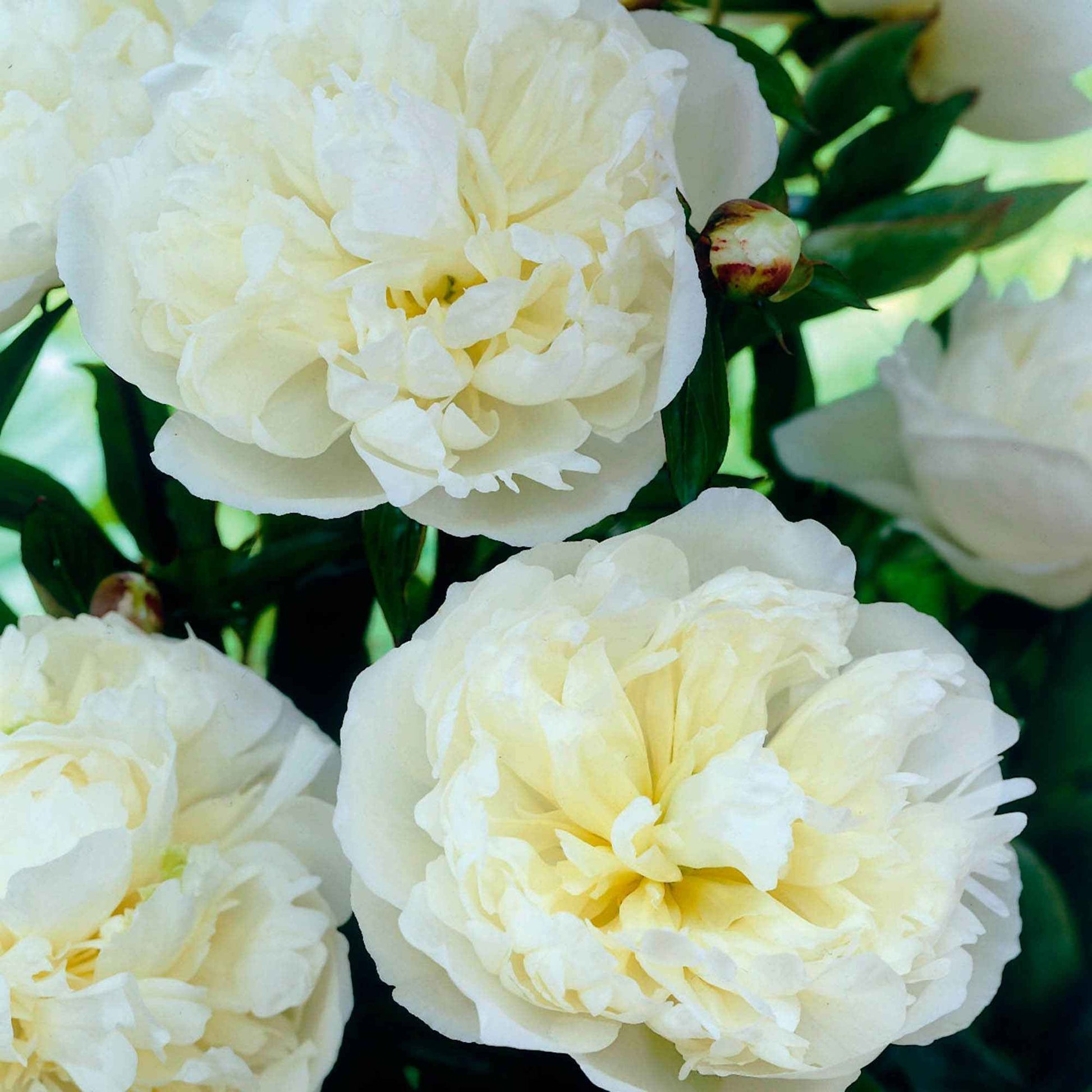 Paeonia lactiflora Duchesse de Nemours - Pfingstrose ‘Duchesse de Nemours’ - Pfingstrosen
