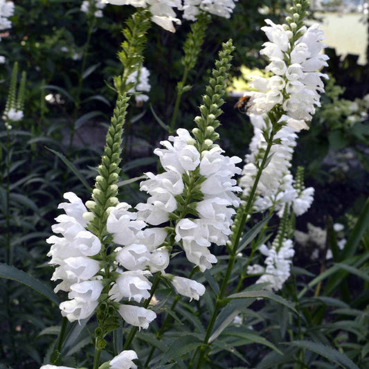 Gelenkblume 'Alba' - Bakker