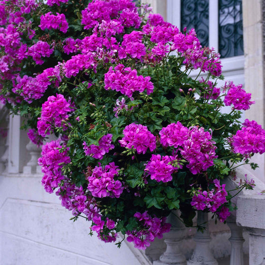 Stehende Geranie 'Dark Lilac' - Bakker