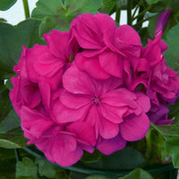 Pelargonium zonale 'dark lilac' - Stehende Geranie 'Dark Lilac' - Geranien - Pelargonien