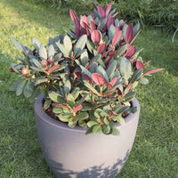 Rhododendron 'Wine & Roses' - Rhododendron  Wine & Roses - Bakker