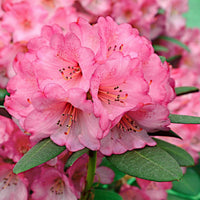 Rhododendron 'Wine & Roses' - Bakker