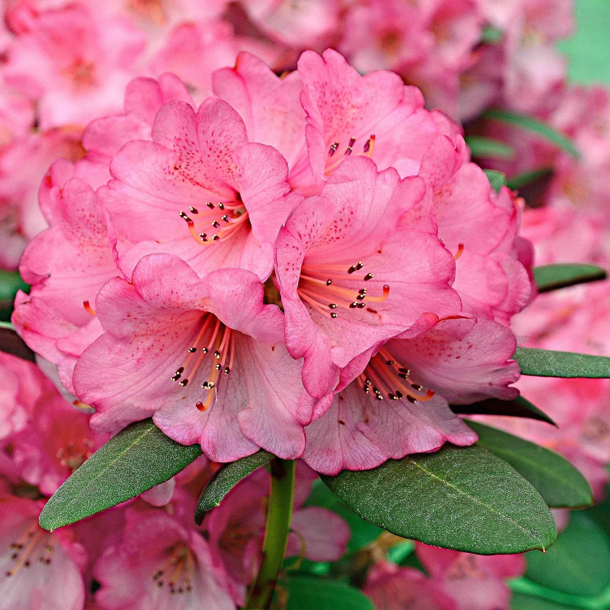 Rhododendron 'Wine & Roses' - Bakker
