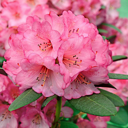 Rhododendron 'Wine & Roses' - Bakker