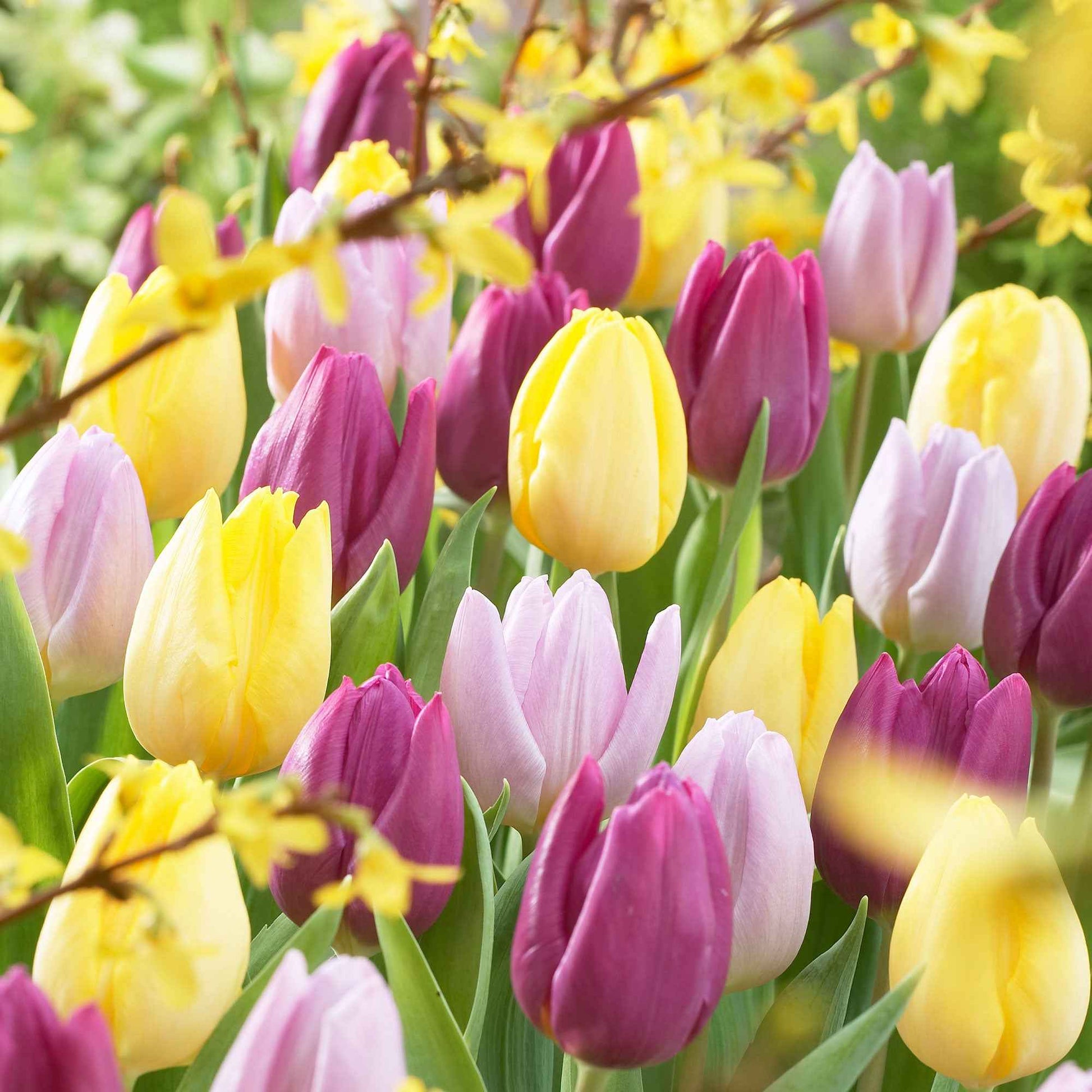 Tulipa - Tulpen Mischung '60 days of Tulips' (x30) - Tulpen-Zwiebeln