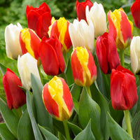 Tulpen-Zwiebeln - Tulpen Mischung '60 days of Tulips' (x30) - Tulipa