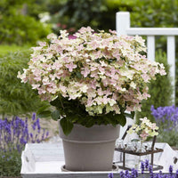 Rispenhortensie 'Switch Ophelia'® - Hydrangea paniculata 'switch ophelia'® - Bakker