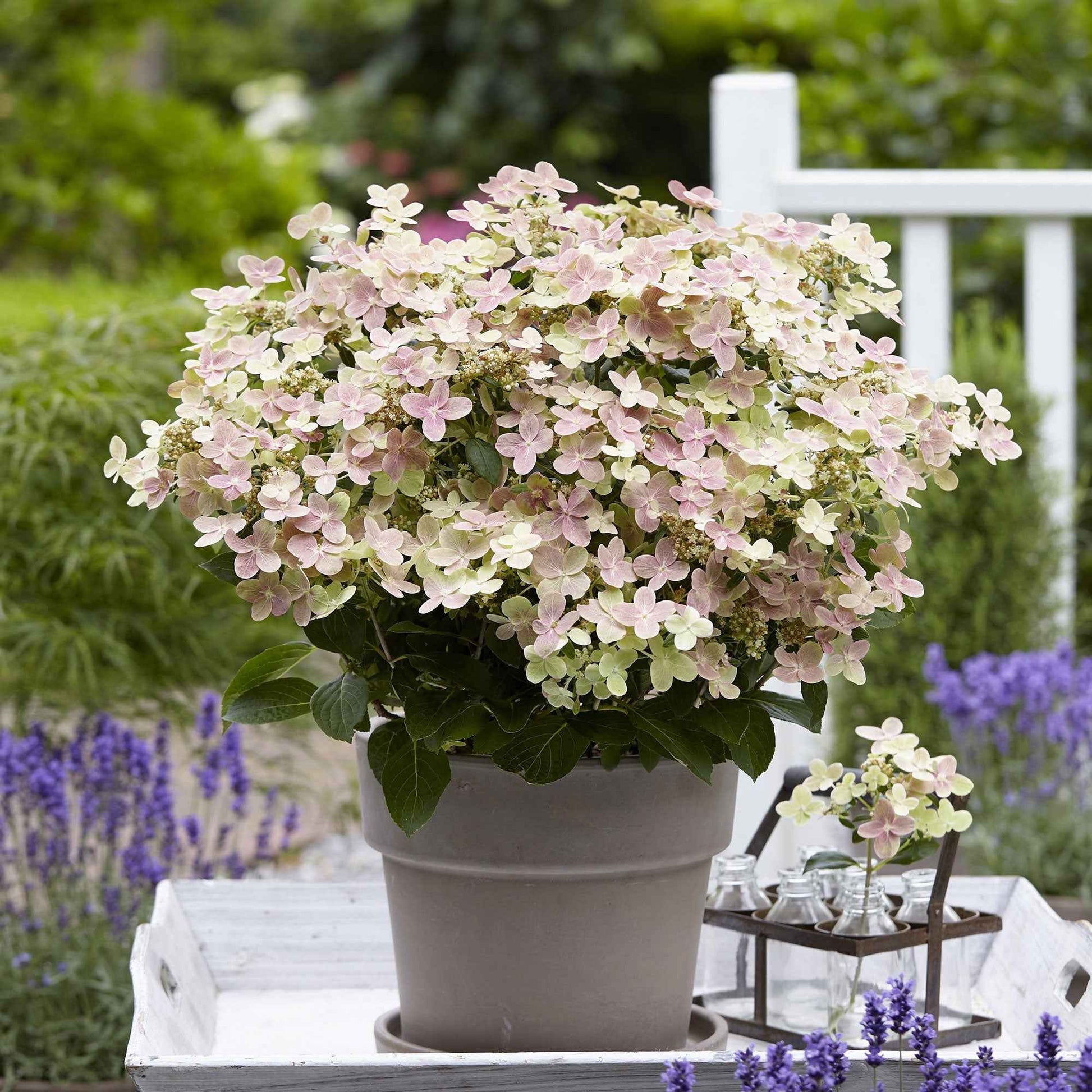Rispenhortensie 'Switch Ophelia'® - Hydrangea paniculata 'switch ophelia'® - Bakker