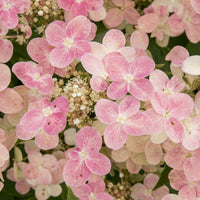 Rispenhortensie 'Switch Ophelia'® - Bakker