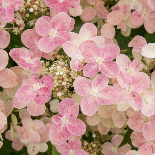 Rispenhortensie 'Switch Ophelia'® - Bakker
