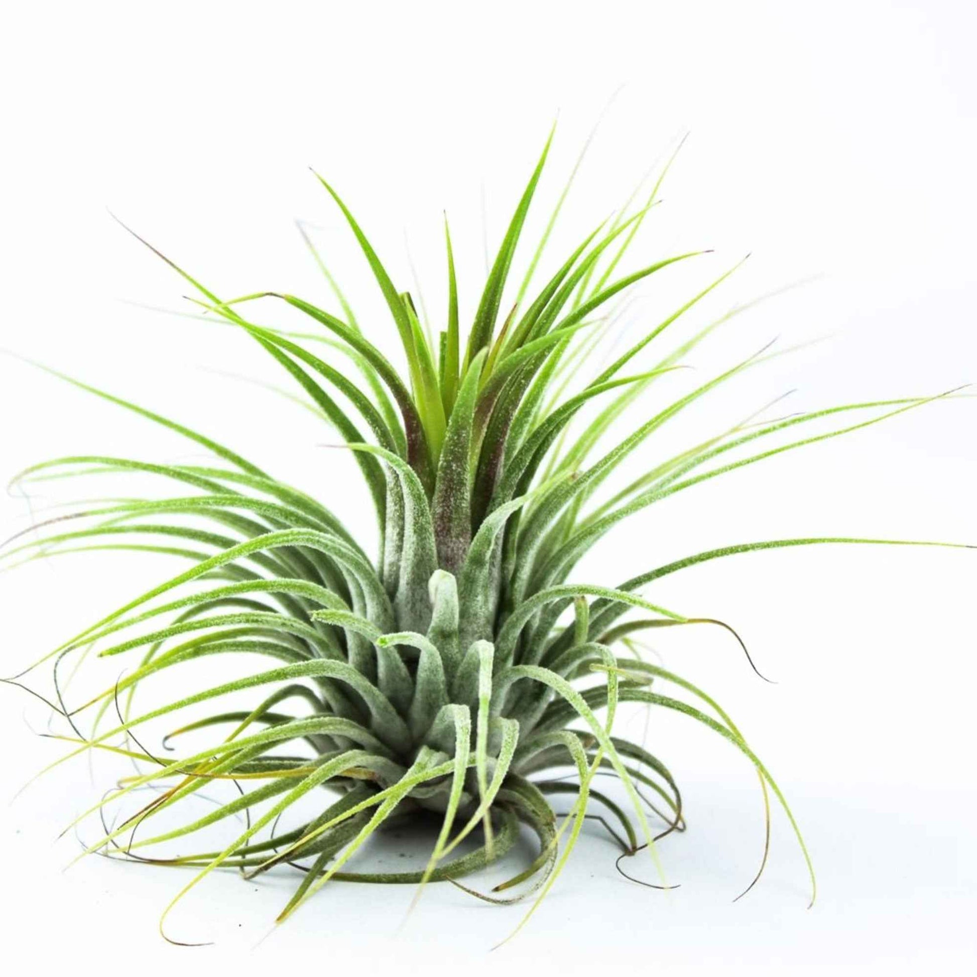 Tillandsia ionantha ‘Druid’ - Bakker
