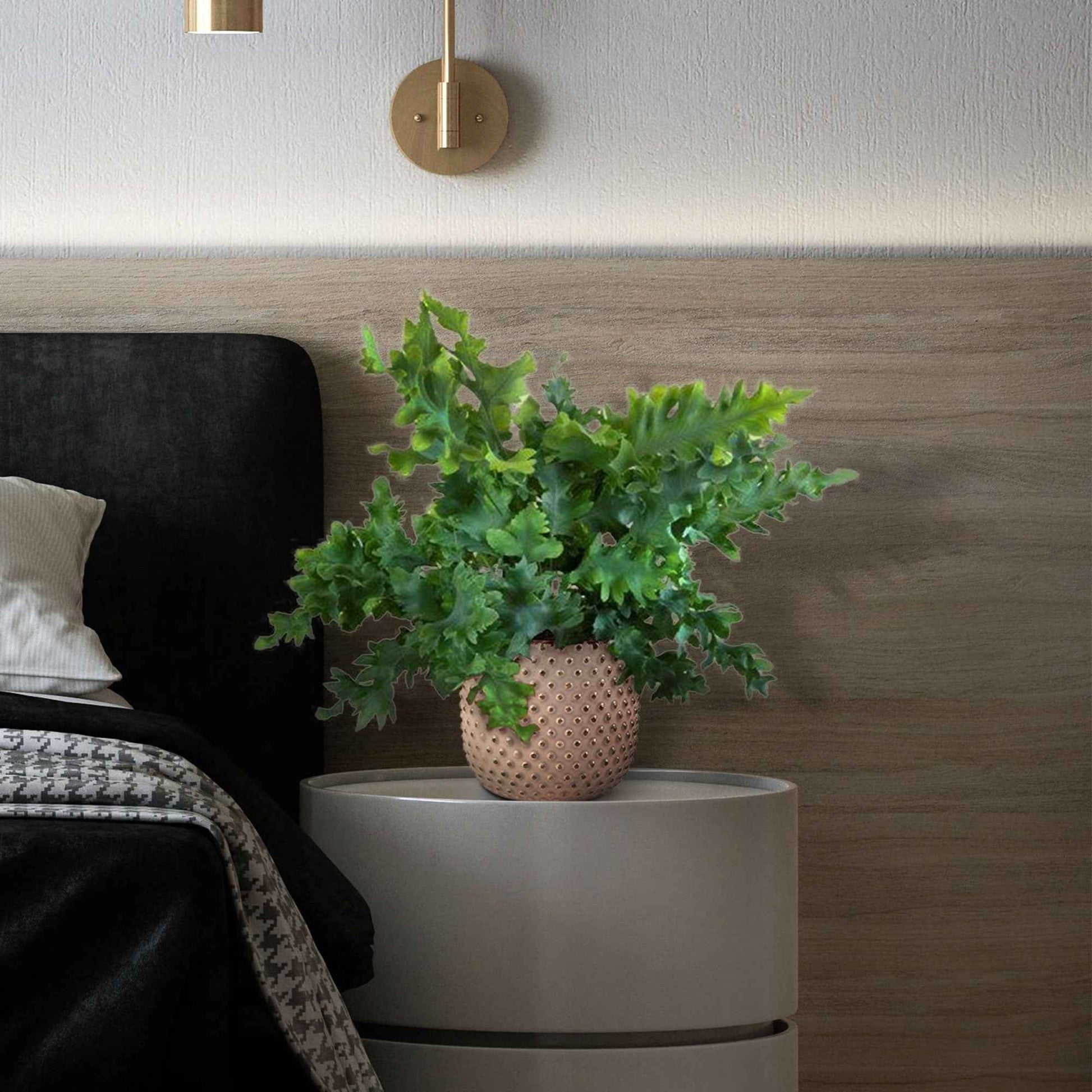 Blaufarn Phlebodium 'Davana' - Bakker