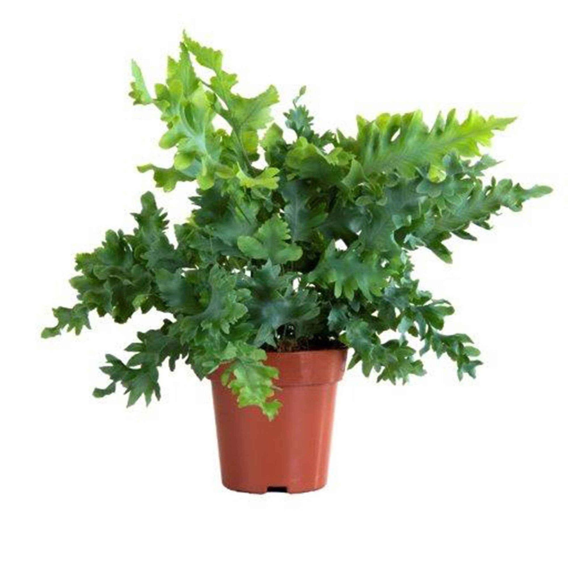 Blaufarn Phlebodium 'Davana' - Phlebodium aureum 'Davana' - Bakker