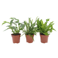 Bad-Zimmerpflanzen-Kollektion (x3) - Nephrolepis Duffii, Monstera minima, Asplenium Crispy Wave - Bakker