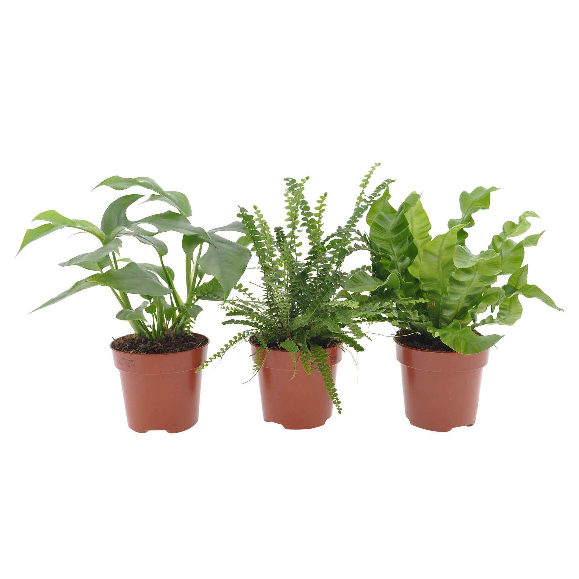 Bad-Zimmerpflanzen-Kollektion (x3) - Nephrolepis Duffii, Monstera minima, Asplenium Crispy Wave - Bakker