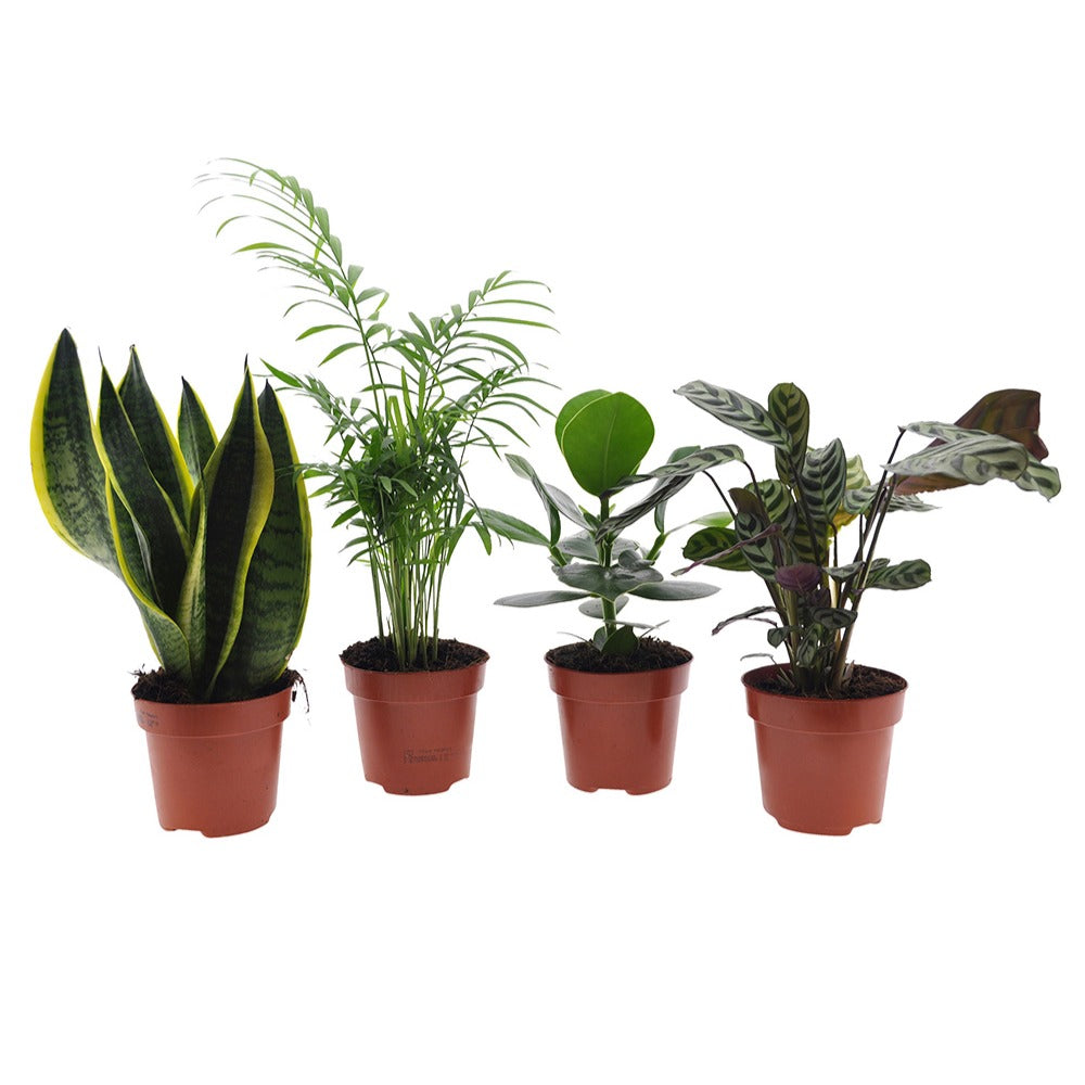 Pflegeleichte Zimmerpflanzen Mischung (x4) -  clusia, chamaedorea, ctenanthe burle marxii, sansevieria - Bakker