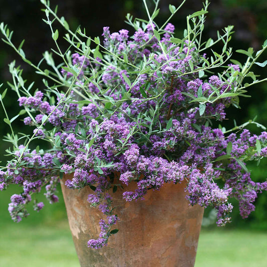 Zwerg-Sommerflieder ‘Unique’ (Buddleja davidii) - Bakker