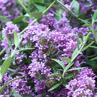 Zwerg-Sommerflieder ‘Unique’ (Buddleja davidii) - Buddleja alternifolia 'unique' - Bakker