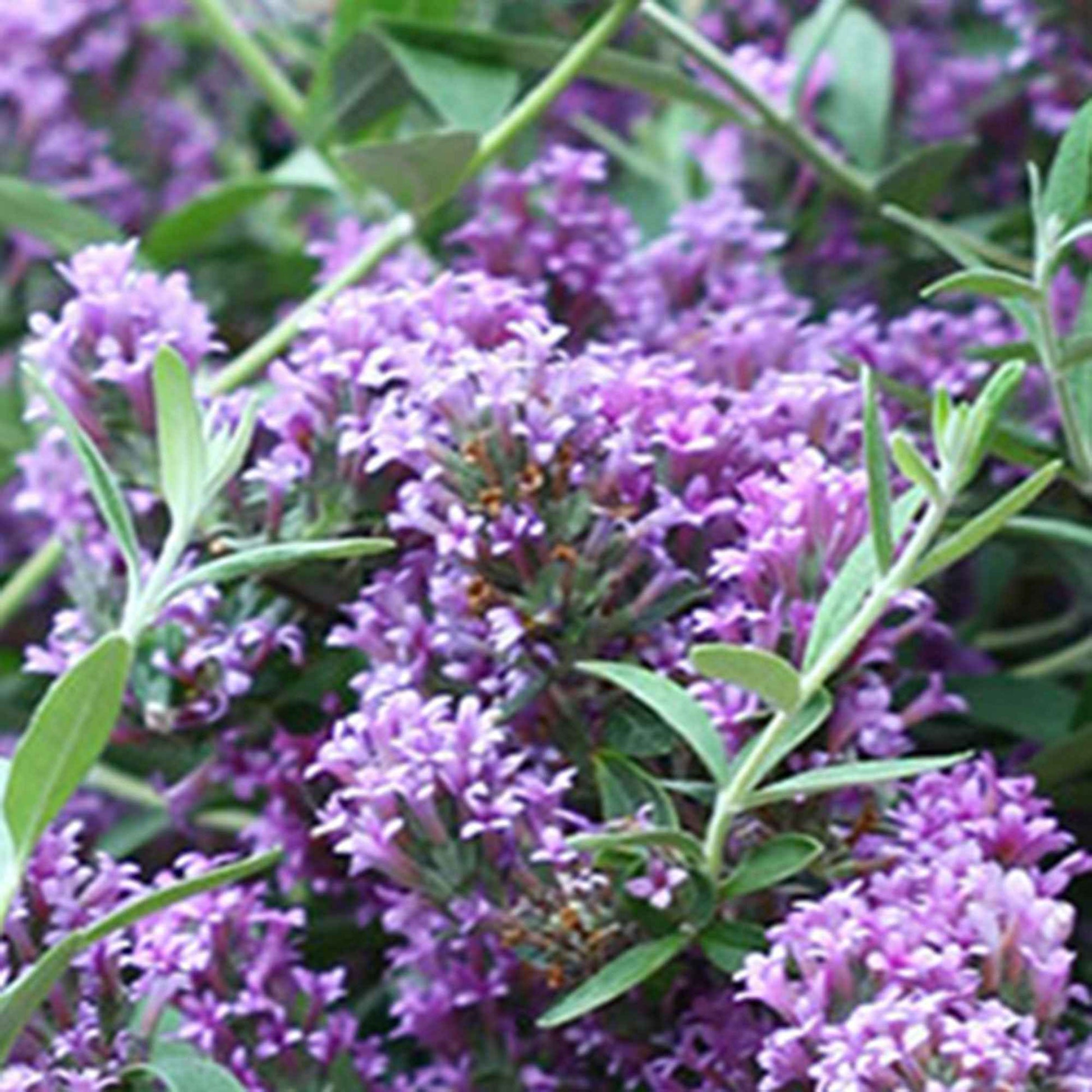 Zwerg-Sommerflieder ‘Unique’ (Buddleja davidii) - Buddleja alternifolia 'unique' - Bakker