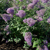 Schmetterlingsflieder 'Gulliver' - Bakker