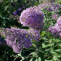 Schmetterlingsflieder 'Gulliver' - Buddleja davidii 'gulliver' - Bakker