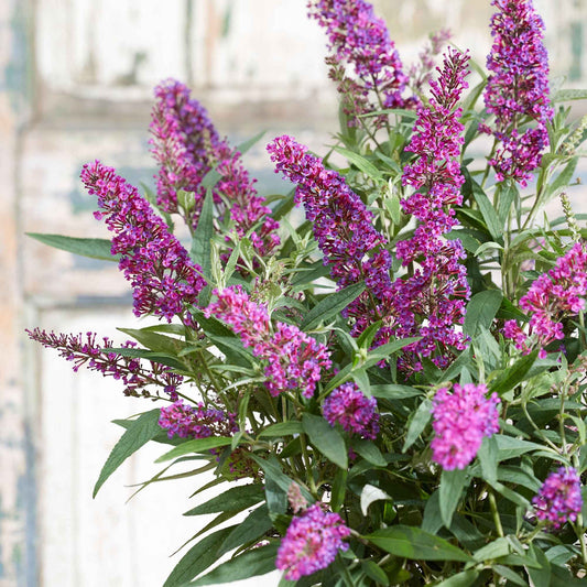 Schmetterlingsflieder 'Butterfly Towers' - Bakker