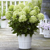 Hydrangea paniculata Whitelight - Rispenhortensie 'Whitelight' - Rispenhortensie