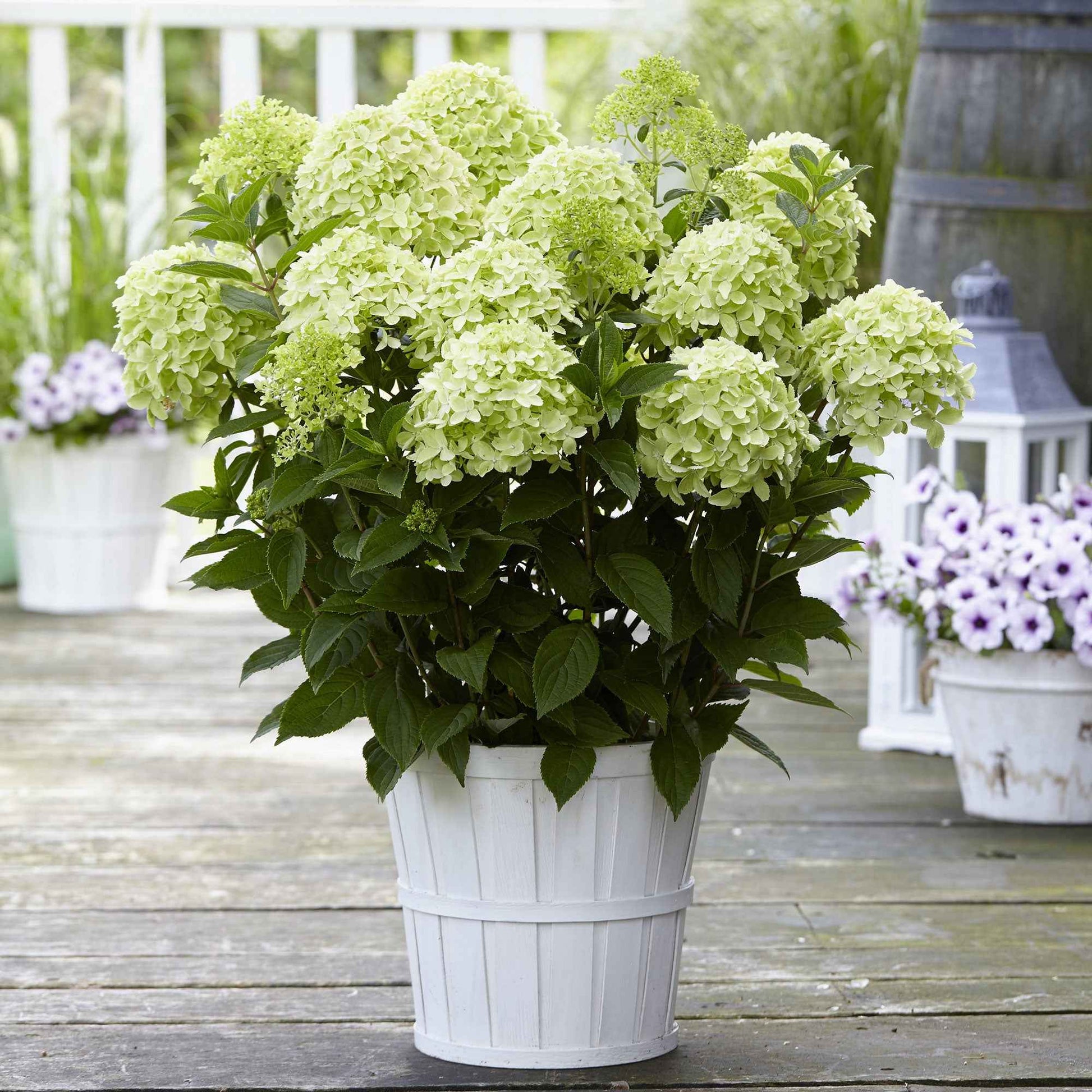 Hydrangea paniculata Whitelight - Rispenhortensie 'Whitelight' - Rispenhortensie