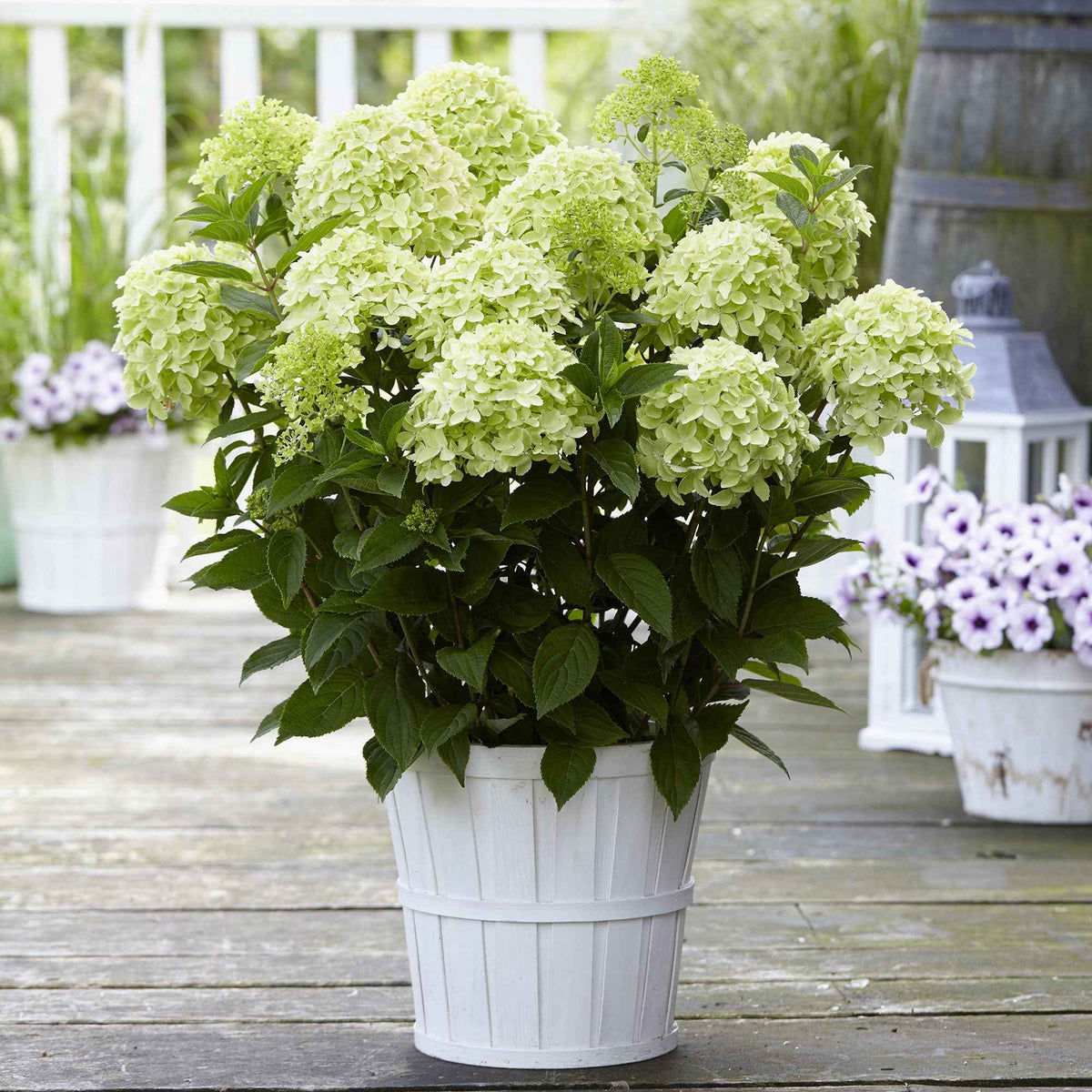 Hydrangea paniculata Whitelight - Rispenhortensie 'Whitelight' - Rispenhortensie