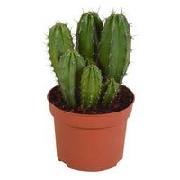 Kaktus 'Chichipe' - Polaskia chichipe - Bakker