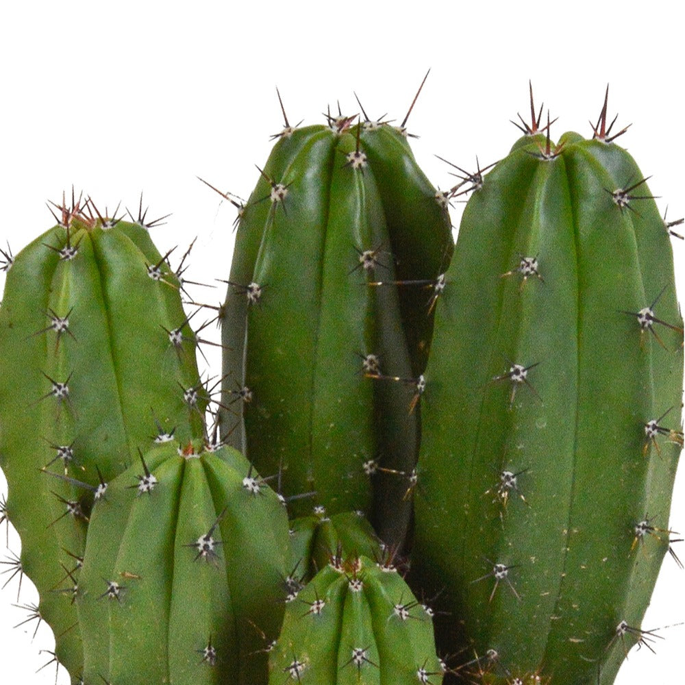 Polaskia chichipe - Kaktus 'Chichipe' - Kaktus und fette Pflanze