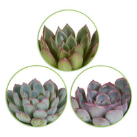 Sukkulente Echeveria Mischung (x3) -  echeveria 'apus' ,'mira' & 'hercules' - Bakker