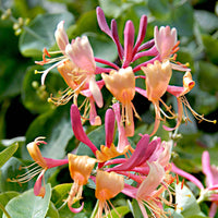 Kletterheckenblüten - Geißblatt 'Copper Beauty' - Lonicera henryi Copper Beauty