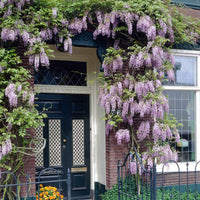 Blauregen 'Naga Noda' - Wisteria floribunda 'naga noda' - Bakker
