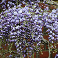 Blauregen 'Black Dragon' - Wisteria floribunda 'black dragon' - Bakker