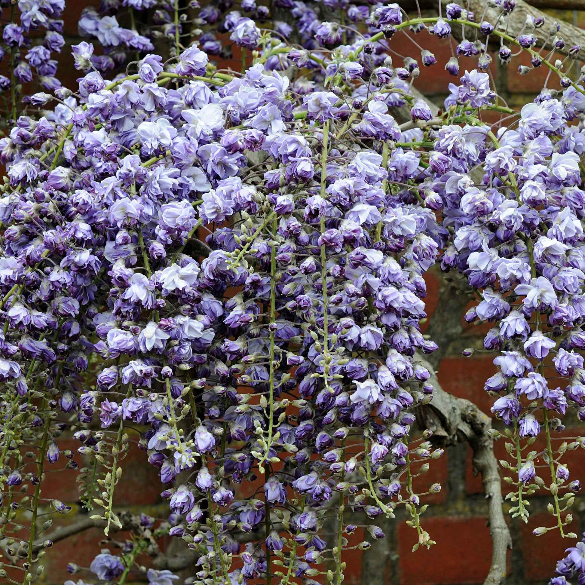 Blauregen 'Black Dragon' - Wisteria floribunda 'black dragon' - Bakker