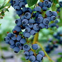 Blaubeere 'Little Blue Wonder' - Vaccinium corymbosum Little Blue Wonder - Bakker