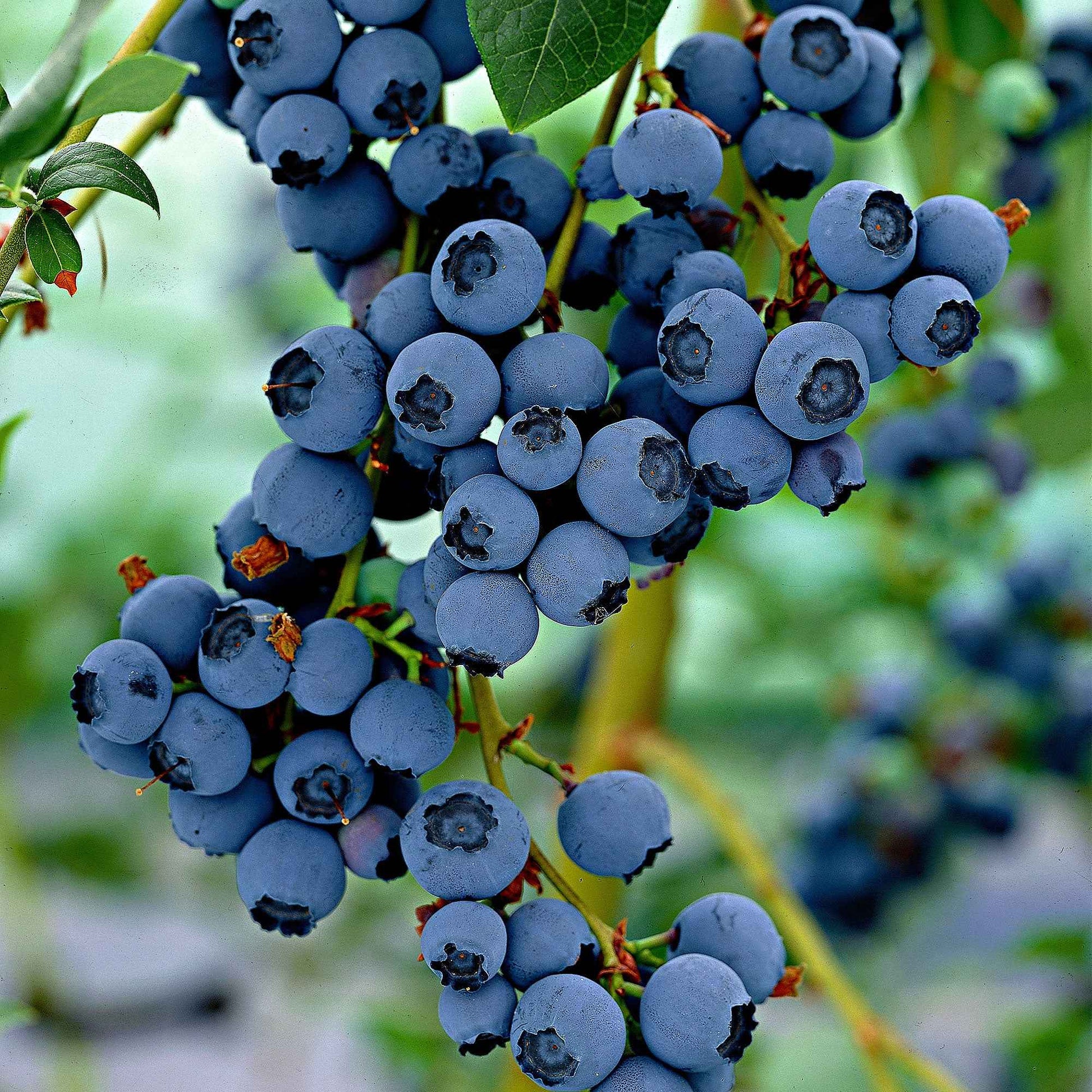 Blaubeere 'Little Blue Wonder' - Vaccinium corymbosum Little Blue Wonder - Bakker