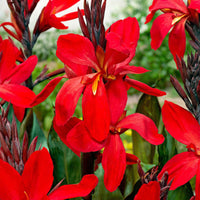 Indisches Blumenrohr 'Red Futurity' (x2) - Canna 'red futurity' - Bakker