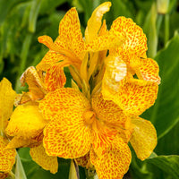 Indisches Blumenrohr 'Tropical Yellow' (x2) - Canna 'tropical yellow' - Bakker