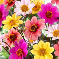 Dahlien Mischung 'HS Butterfly' (x6) - Bakker
