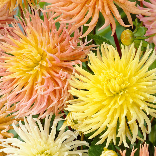 Dahlie 'Star' Mischung (x5) - Bakker